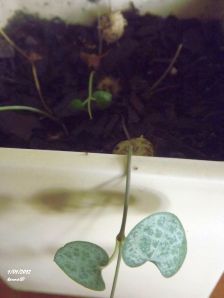 Jan1ChainofHeartsadjust