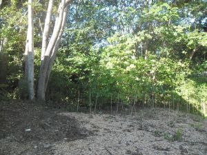 My 'corner' which Ive adopted as my own..'Tarns corner' :)