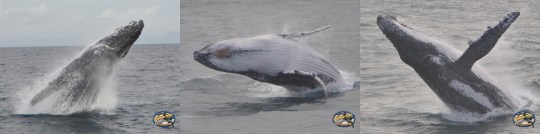 "Hi!!" - such a gorgeous moment, the whale breaching out of the water, to 'greet' us, and play!  (photo courtesy of Whale One photographer)