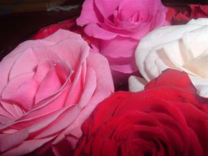 The shot which got me 'hooked' into photography - Mini-roses on my dining room table...