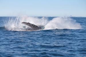 The force is strong with this one! You can see the absolute massive strength when he crashes back down....amazing!