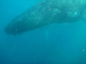 To know that one of these majestic beasts was gliding directly below us, when we were in the water - INCREDIBLE feeling!