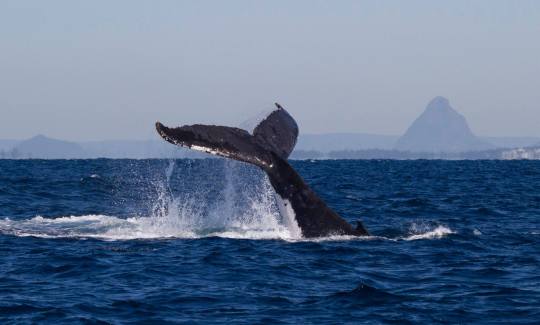 This big guy was gliding along, slapping his tail excitedly as if to say "Come and PLAY!!" - AWESOME!! 