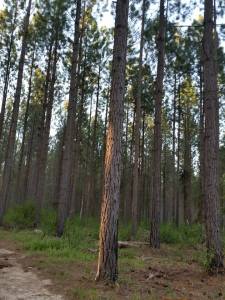 12002973_10207753975989289_81170448183186975_n