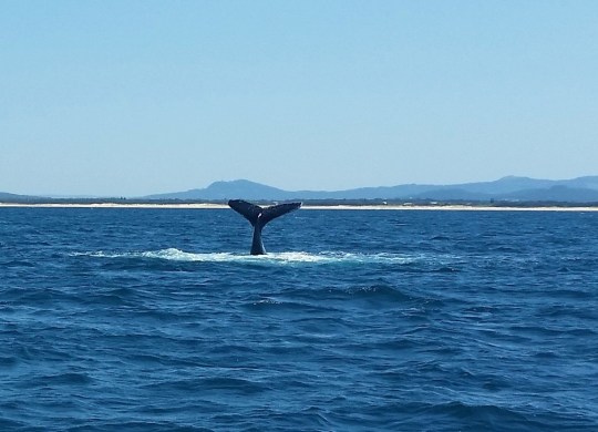 whaletail-3